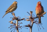 Finches of YC
