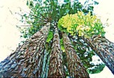 Redwood Raindrops