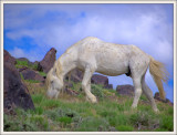 Goodbye to the Onaqui Herd. 