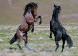 Spring Stallions