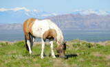 Mustang Pinto grazing