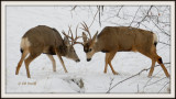 Mule Deer fighting in snow