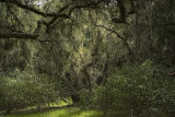 Coast Live Oaks - Los Osos Oak Reserve - California