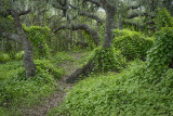 Oaks - Los Osos Oak Reserve