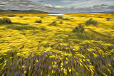 Wildflowers - Carrizo Plains - California