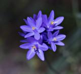 Blue Dicks Wildflower - Three Oaks Preserve - Atascadaro, California