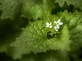 Garlic Mustard