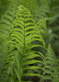 Fern