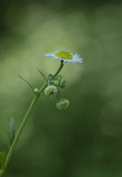 Aster Portrait