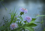 Wild Bergamot