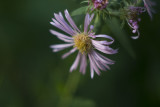 New England Aster