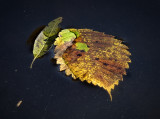 Fallen Leaves on Pond