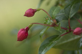 Fuchsia Buds