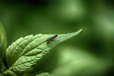 Leaf Hopper