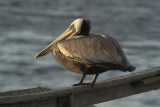 Brown Pelican - Los Osos, California