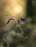 Purple Legume - Santa Rosa Creek Rd. - SLO County, California