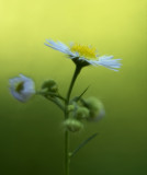 Eastern Daisy Fleabane