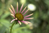 Pale Purple Coneflower