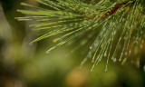 Pine Needles After the Rain