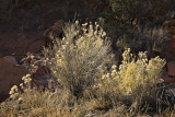 Rabbit Brush - Long Canyon - Utah