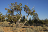 Pinyon Pine - Utah