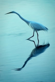 Egret Hunting