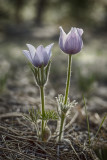 Pasque Flower - South Dakota