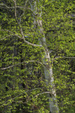 Birch Tree - Wisconsin