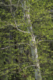Birch Tree - Wisconsin