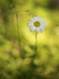 Grass and Daisy
