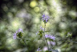 Monarda