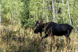 Its a Moose.