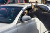 Snap shots of Oatman, Nv.