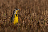 Sturnelle des prs -- Eastern Meadowlark