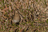 Bcassine de Wilson -- Wilson Snipe