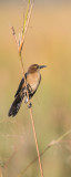 Quiscale des marais, femelle -- Boat-tailed Grackle, female