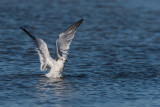Mouettes