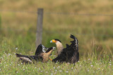 Urubus et Caracaras