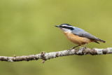 Sittelle  poitrine rousse -- Red-breasted Nuthatch