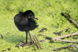 Rle de Virginie, bb -- Virginia rail, baby