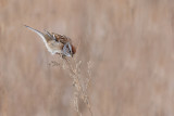 Bruant Hudsonien -- American Tree Sparrow