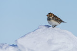 Plectrophane lapon -- Lapland Longspur