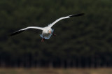 Bernaches - Cygnes - Oies