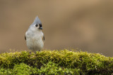 Msange Bicolore -- Tufted Titmouse