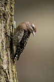 Pic macul, juvnile -- Yellow-bellied Sapsucker, juvenile