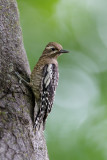 Pic macul, juvnile -- Yellow-bellied Sapsucker, juvenile