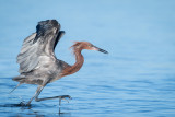 Aigrette rousstre -- Reddish Egret