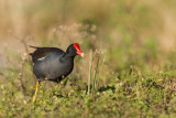 Gallinule poule deau -- Common Moorhen