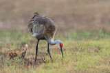 Grue du Canada -- Sandhill Crane