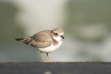 bontbekplevier - Ringed Plover - Charadrius hiaticula